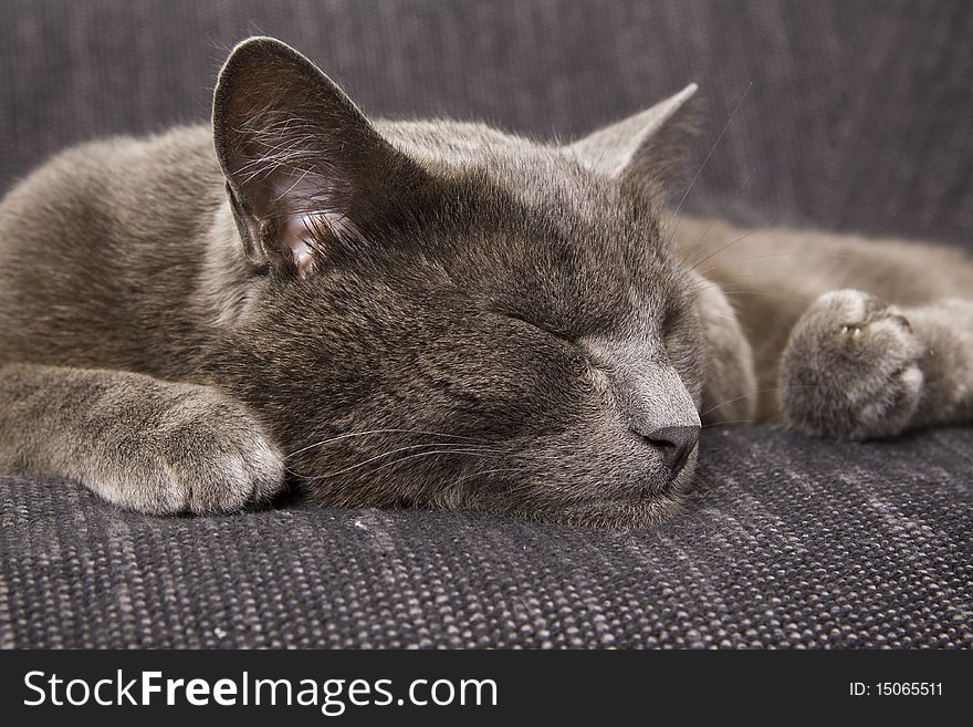 Sleepy gray cat on a sofa