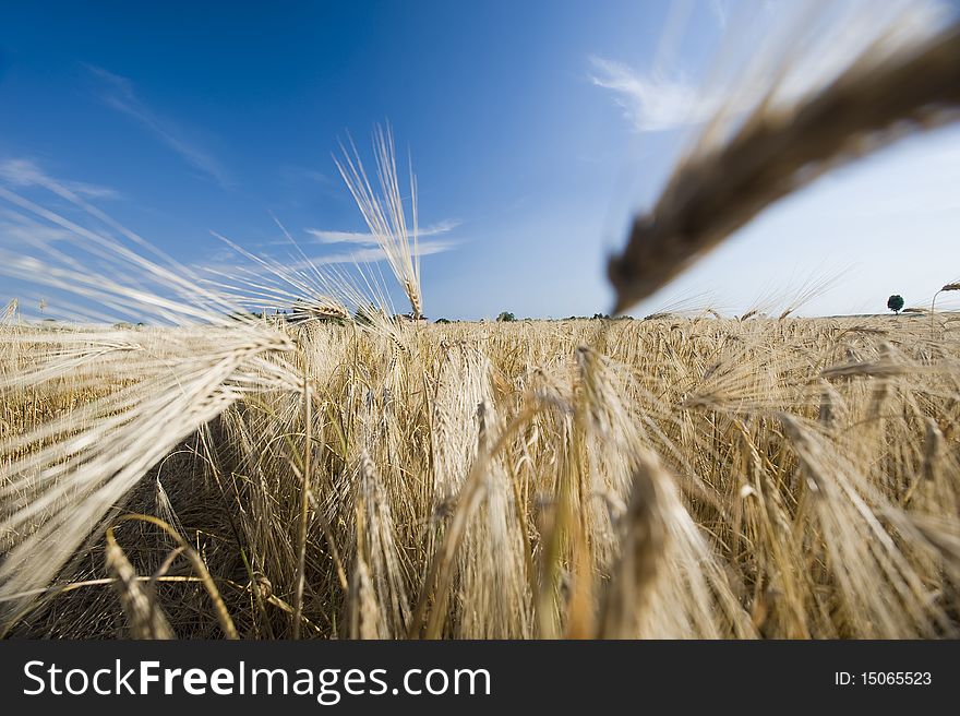 Ear of wheat against blue sky