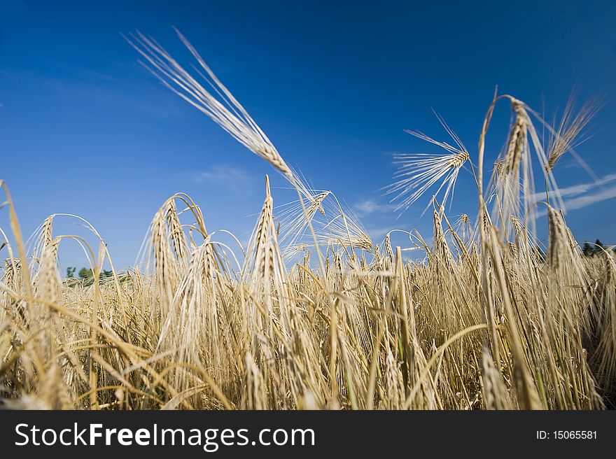 Ears of wheat against blue sky