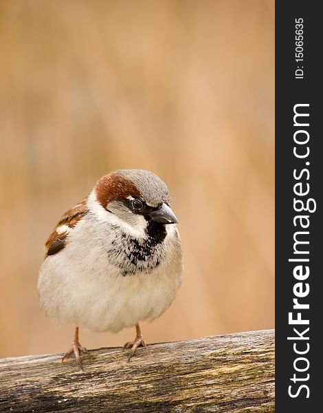 Male sparrow on a fenche. Male sparrow on a fenche