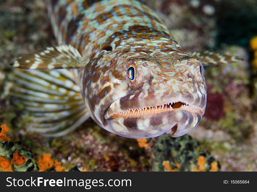 Close-up of a Lizardfish in the Caribbean Sea