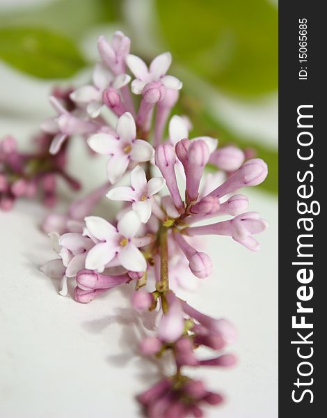 Flowers lilac, lilac branch, a bunch of lilacs, lilac is beautiful flowers, bloom, fragrant lilacs