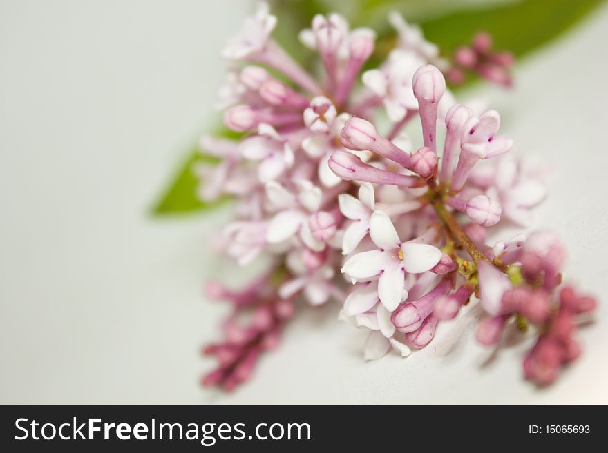 Flowers lilac