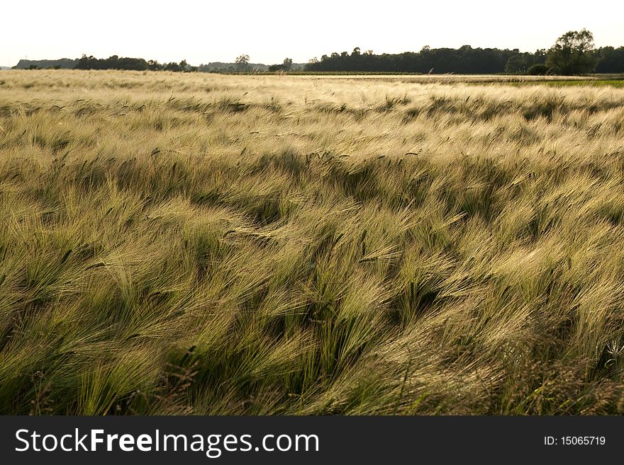Green wheat field shot in backlight