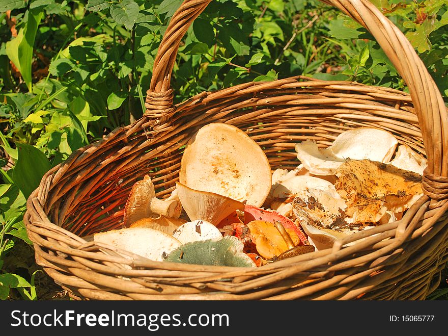Various summer mushrooms in a basket over grass in the forest