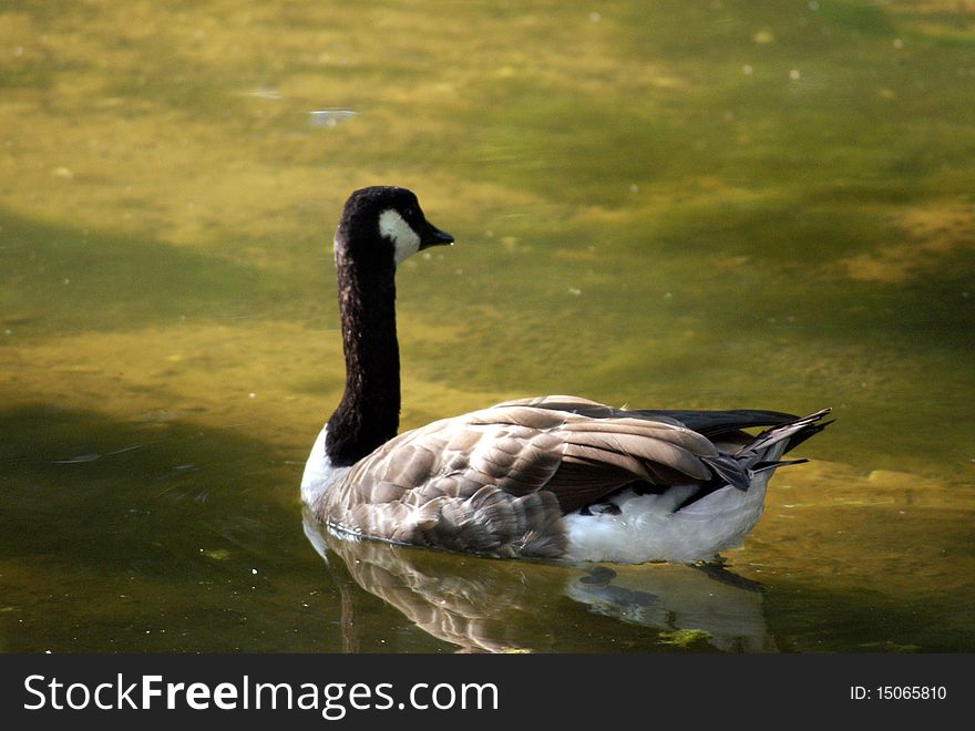 Closeup of a Canadian Goose sitting on a lake