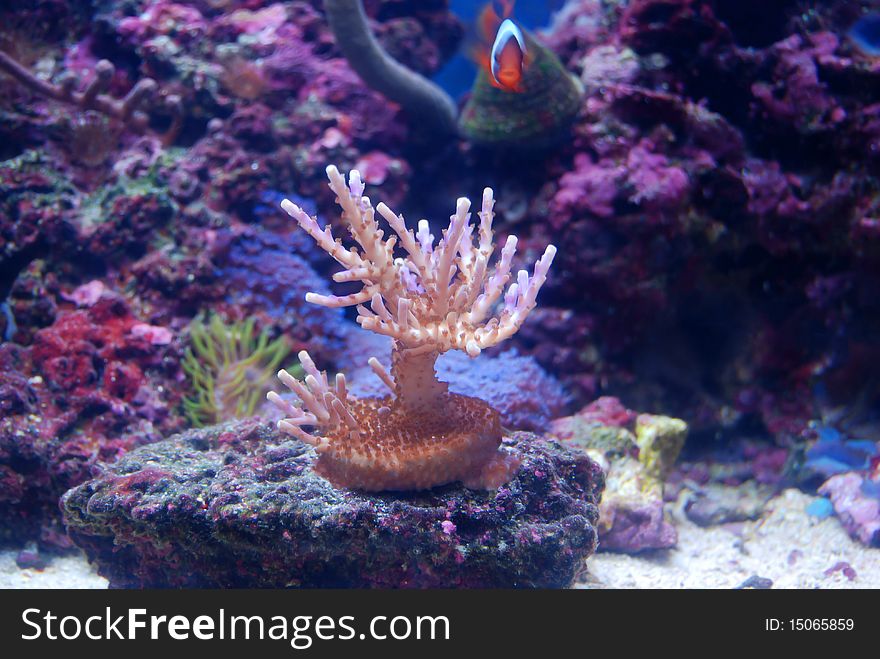 Hard Coral in the marine tank