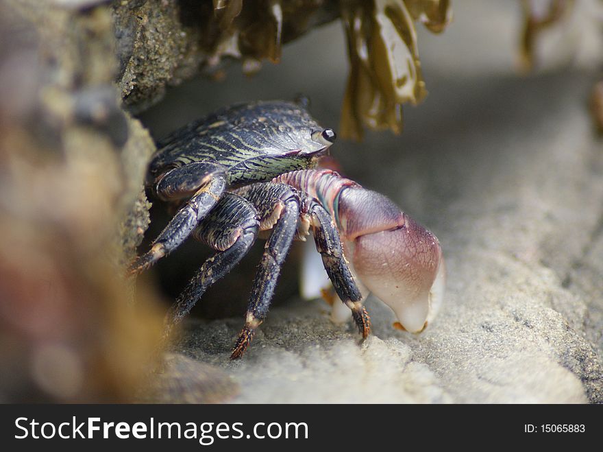 A tiny crab emerges from it's hiding spot in the rocks. A tiny crab emerges from it's hiding spot in the rocks