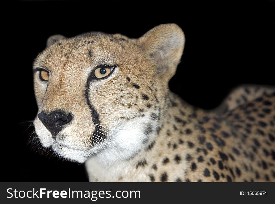 Cheetah - Acinonyx jubatus at black. Cheetah - Acinonyx jubatus at black