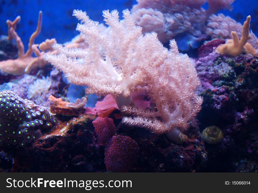 Soft coral in the marine aquarium