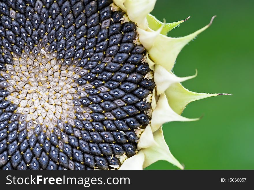 Black ceeds in yellow sunflower on a green background in summer