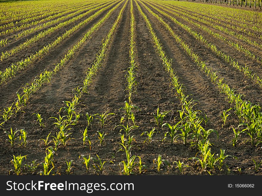 Corn plants in Spring, backlight