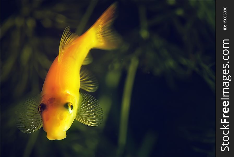 Small gold fish in an aquarium on a background of green plants