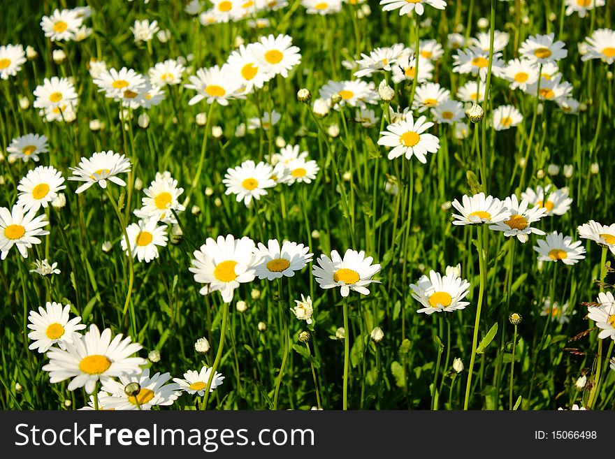 Sunny background with beautifull flowers. Sunny background with beautifull flowers