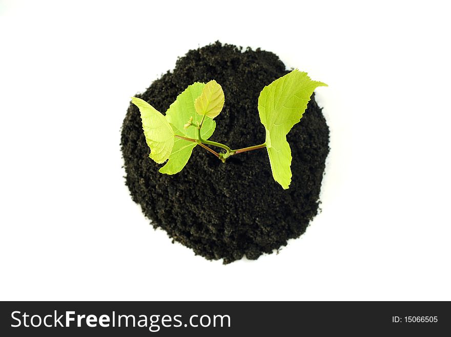 Growing tree from the earth on the white background