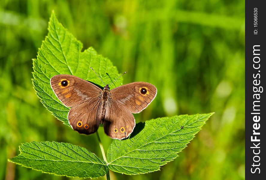 Butterfly on green leaves in forest