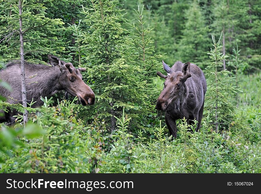 2 bull moose in Alaska. 2 bull moose in Alaska