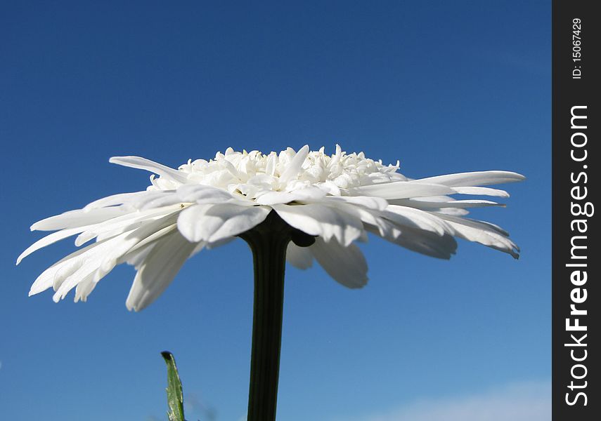 White daisy profile with blue sky on background. White daisy profile with blue sky on background