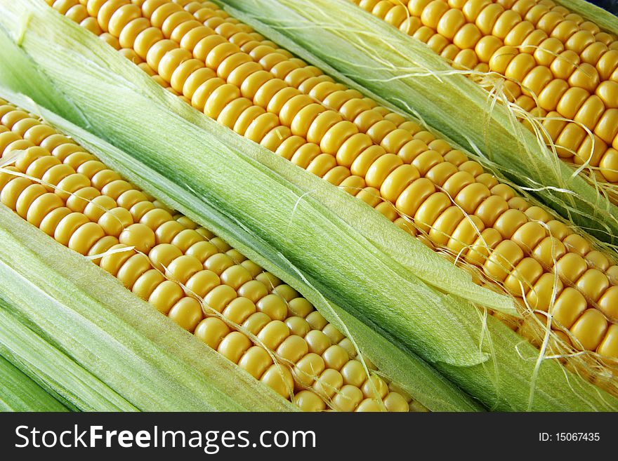 Raw corn cobs between green leaves