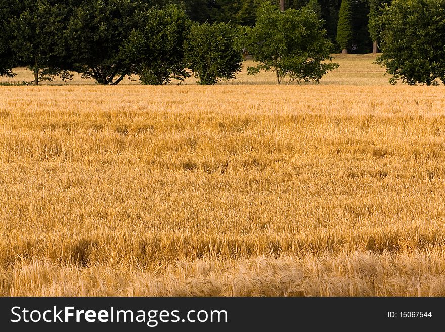 Wheat corn, close up shot