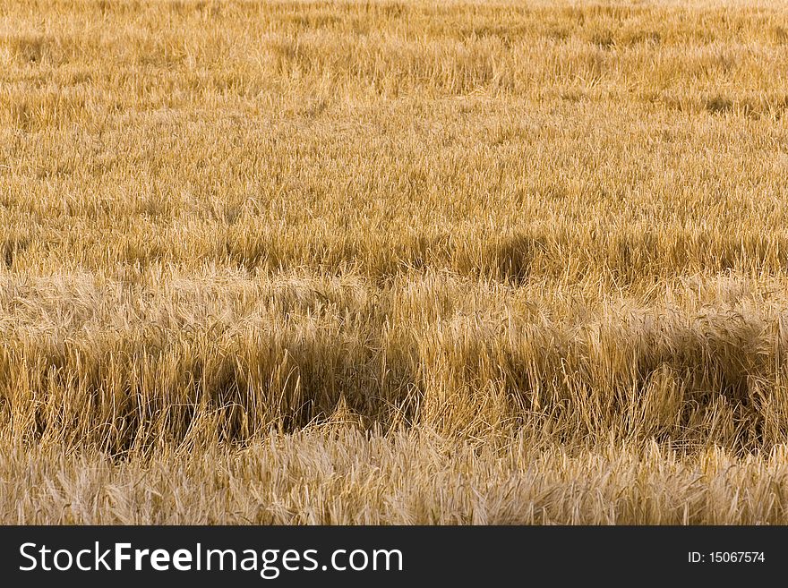 Ripe wheat corn, close up shot