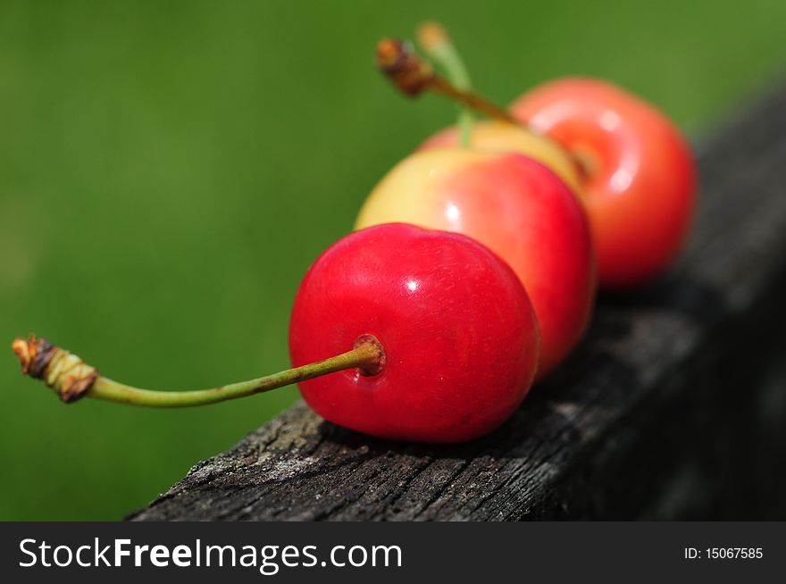 Summer cherries on wooden fence with green background