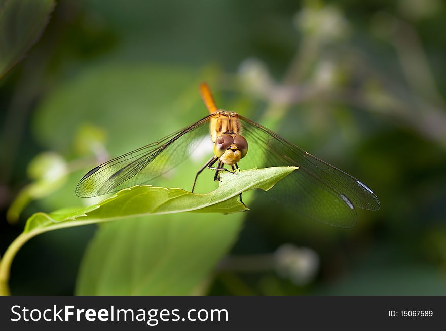 Closeup of a Dragon Fly with green background