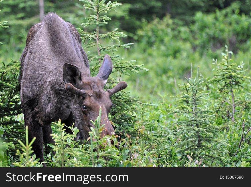 Wild, Spike bull moose in Alaska. Wild, Spike bull moose in Alaska