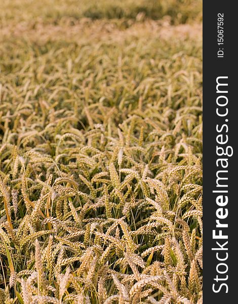 Ripe wheat corn, close up shot