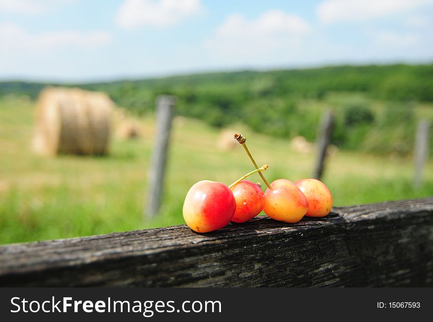 Summer cherries on wooden fence with green fields background