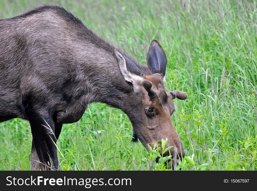 Wild Spike Moose