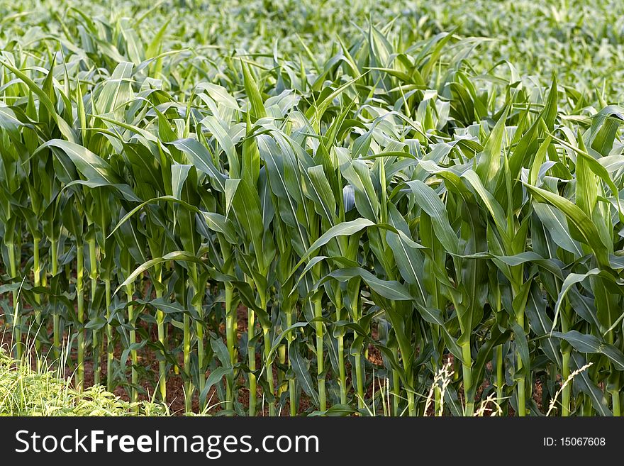 Field of maize in the summer