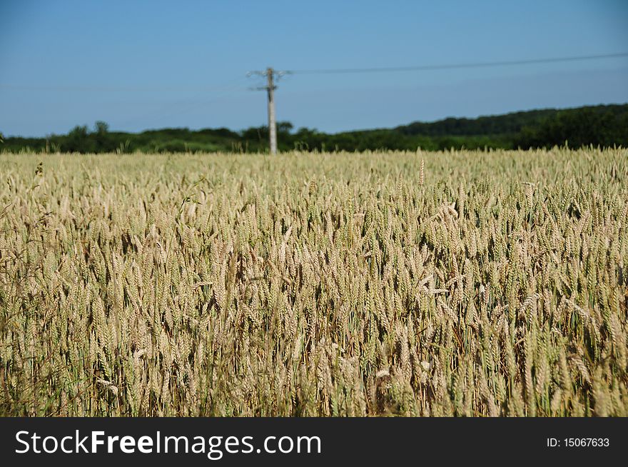 Golden wheat fields with blue sky in Northern France