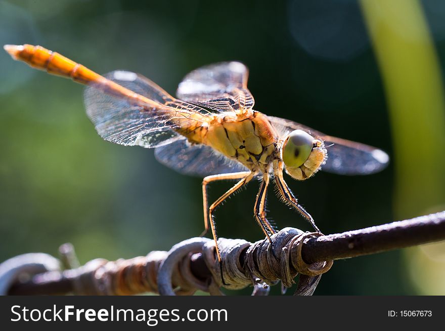 Closeup of a Dragon Fly with green background