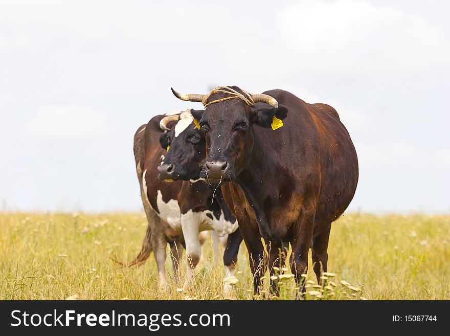 Cows On Pasture