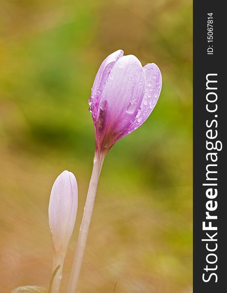 Beautiful colchicum  flowers in autumn in the meadow