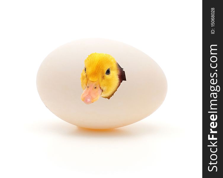 Duckling coming out of a white egg