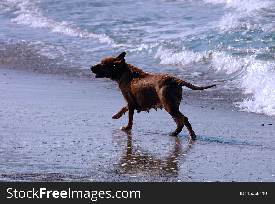 Dog On Beach, Puerto Escondido