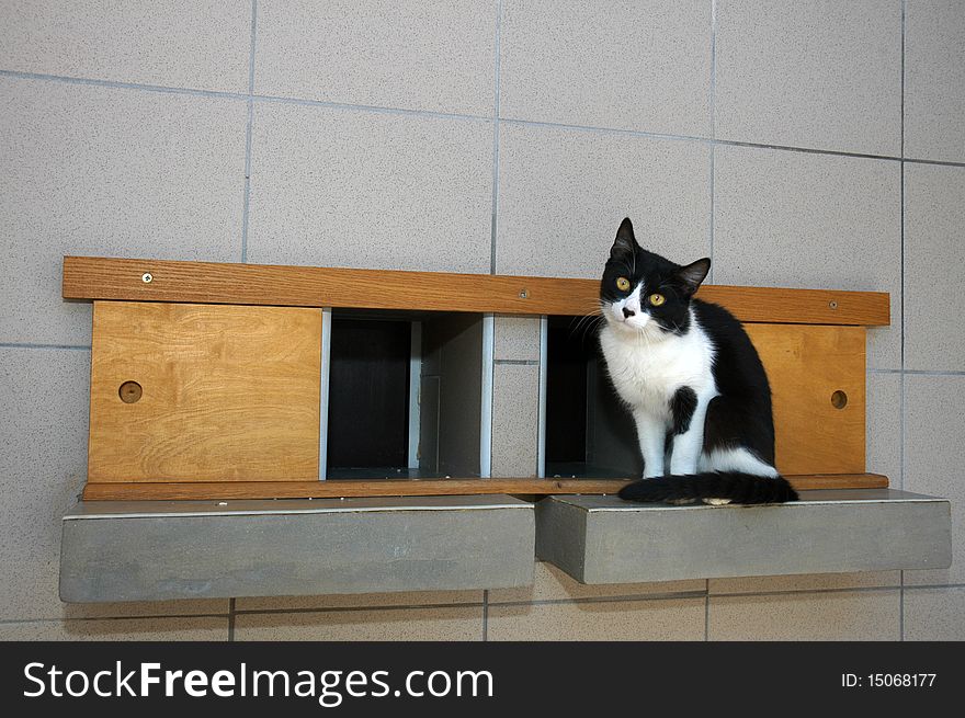 Black and white cat on wooden shelf. Black and white cat on wooden shelf