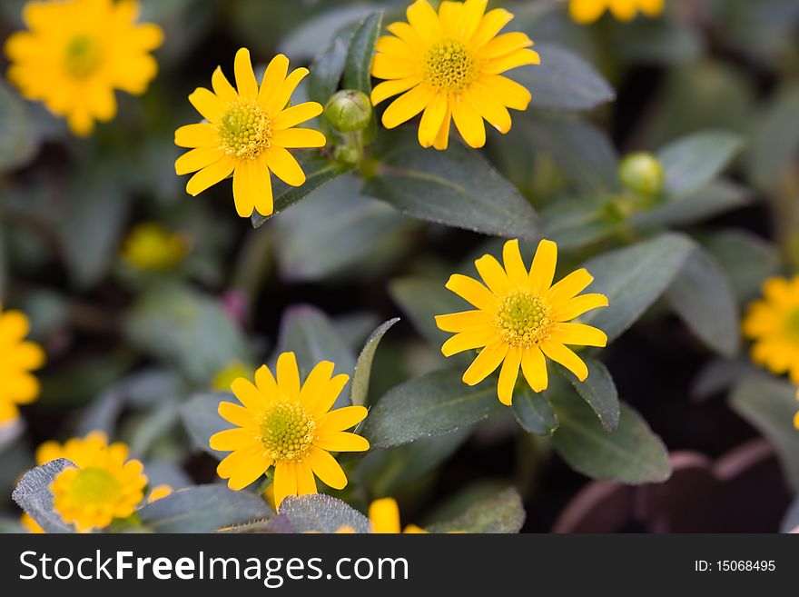 Bright Yellow Daisy On A Green Background