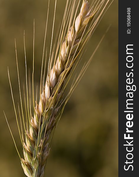 Ripe wheat corn, close up shot