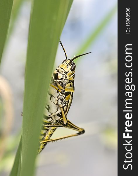 Eastern Lubber Grasshopper (Romalea microptera)