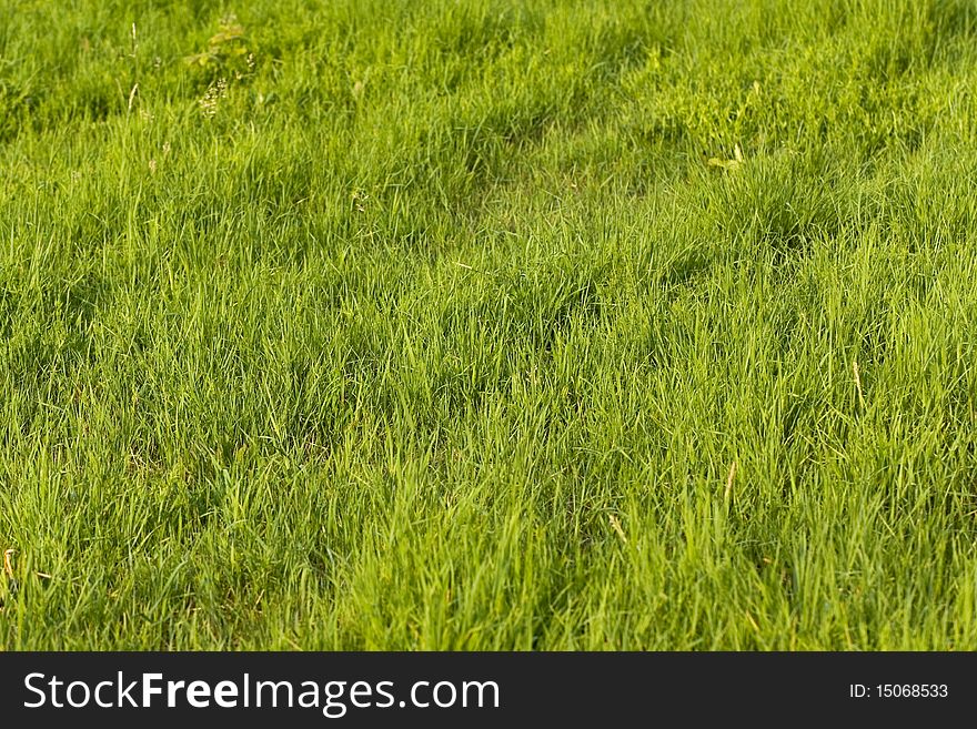 Green Grass on the meadow. Green Grass on the meadow.