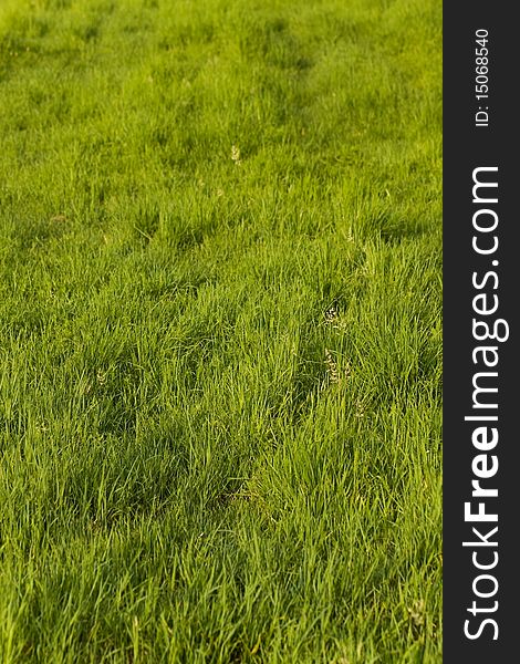 Green Grass On The Summer Meadow