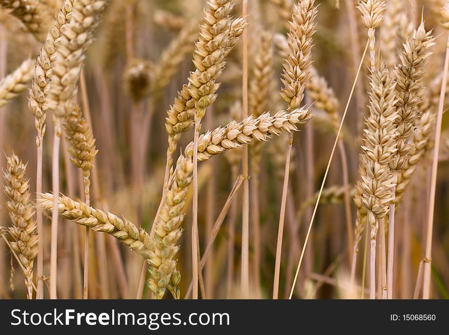 Wheat corn, close up shot