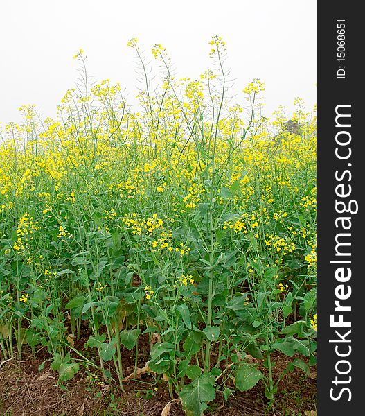 Rape flower in the field