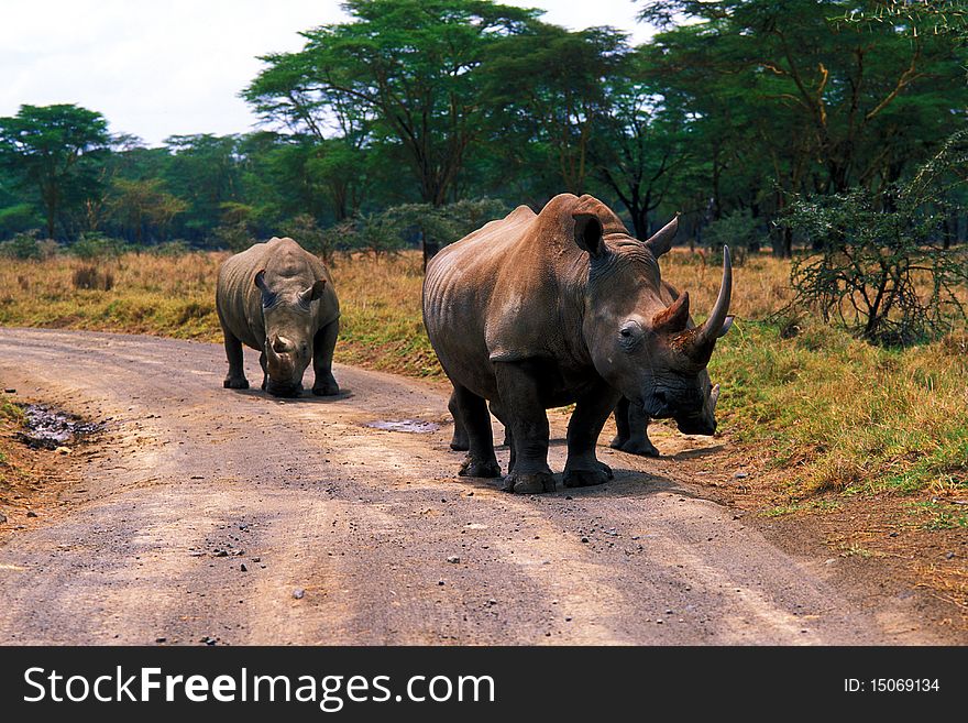 Rhinos in the savannah of Nakuro Park - Kenya