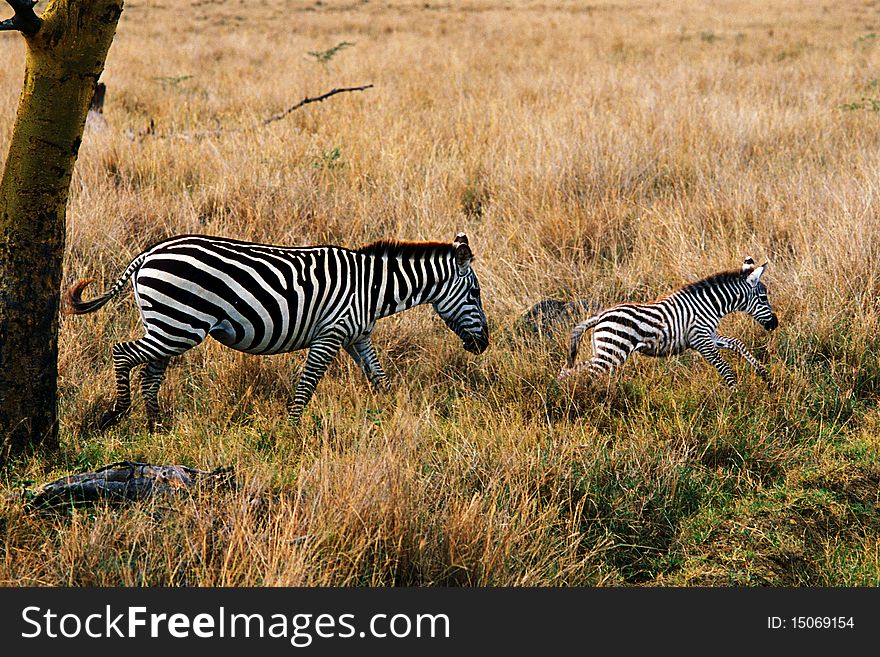 Zebra mother with cub in the savannah of Nakuro Park - Kenya