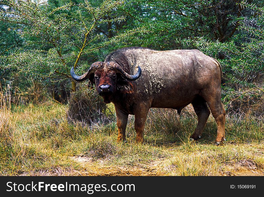 Buffalo in the savannah of Nakuro Park - Kenya