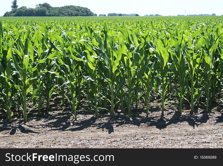 A very nice corn field in a sunny day